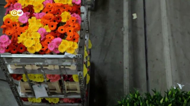 Die Niederlande - liberal oder radikal? | DW Nachrichten