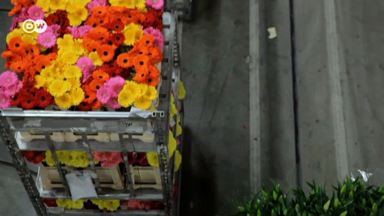 Die Niederlande - liberal oder radikal? | DW Nachrichten