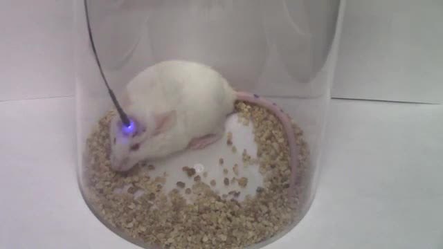 Itching is hardwired into the brain