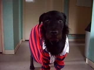 pipo, mon chien yes trop delire