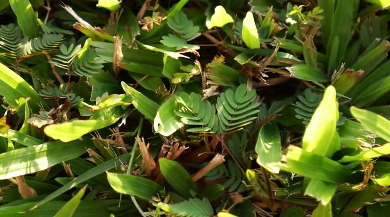 PlanteS