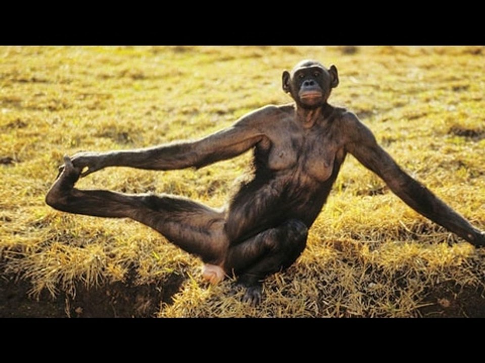 *Try not to laugh Challenge* BEST Funny Animals Compilation 2017 | by Life Awesome