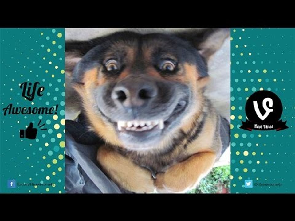 YOU LAUGH, YOU LOSE!! *HARDEST CHALLENGE* Funny Animals Will Make You Laugh 2017「Life Awesome」