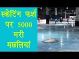 Japanese skating rink froze 5,000 dead fish in the ice, watch video | वनइंडिया हिन्दी
