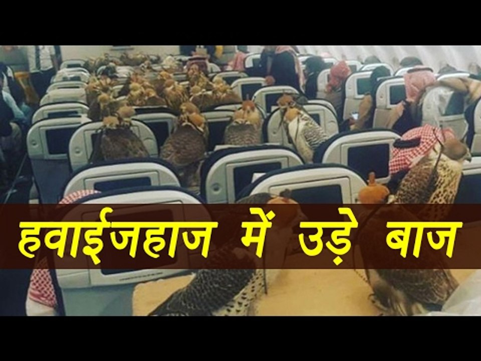 Saudi prince buys plane seat for all 80 of his Falcons, watch video | वनइंडिया हिन्दी