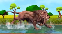 Lion Vs Tiger And Lion Vs King Kong Cartoons Singing Finger Family Nursery Rhymes for Chil