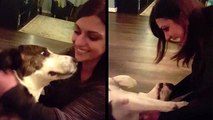 Dog Reunited With Woman Who Saved His Life