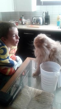Cat Smacks Kid for Blowing in His Face