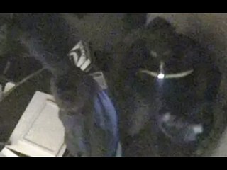 Bergamo - Colpo alla gioielleria Curnis, sgominata banda di serbi (09.02.17)