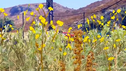 Дисней автомобили в беде Паук мультфильм видео для детей