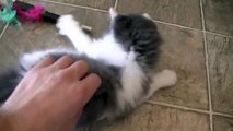 indoor cat meets new baby kitty