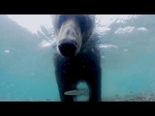 TERRE DES OURS : le Documentaire en 3D raconté par Marion Cotillard