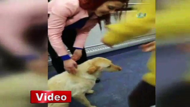 Yağmurdan kaçan köpek belediye otobüsüne böyle sığındı