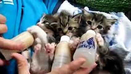 وليمة جماعية للقطط mp4