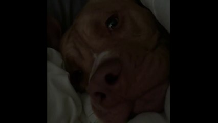 This Pit Bull is way too comfortable to get out of bed!
