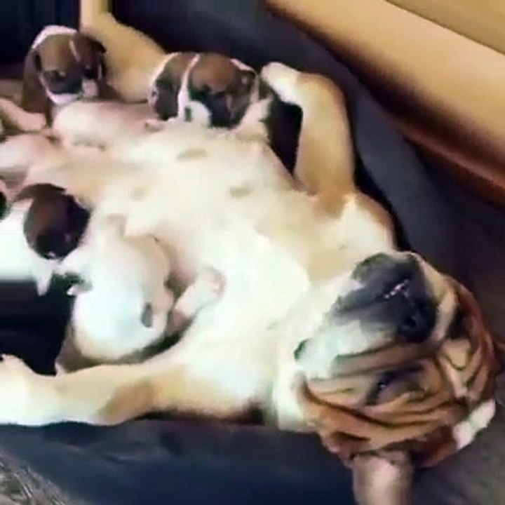 Pets 3