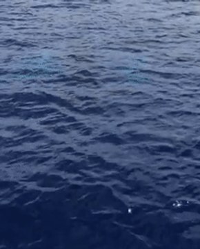 Whale Stages Spectacular Breach for Maui Boaters