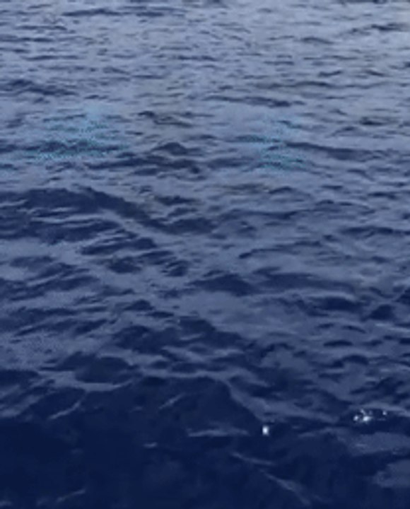 Whale Stages Spectacular Breach for Maui Boaters