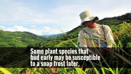 Some plant species that bud early may be susceptible to a snap frost later,