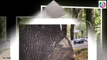 Funny Pictures ! Funny Trees Amazing ! Funny Shaped Plants ! Wh