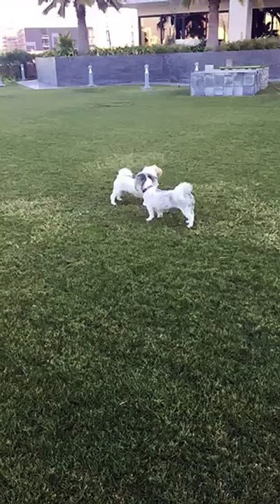 puppies