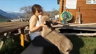 Even animals want love