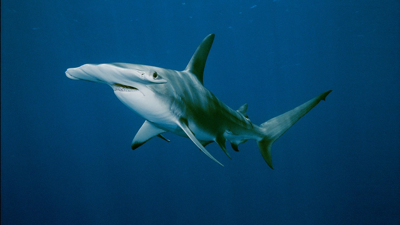 Top 10 Weirdest Sharks Ever