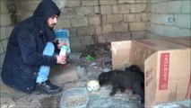 Ağrı'da Sokağa Bırakılmış Yavru Köpeklere Sahip Çıktı