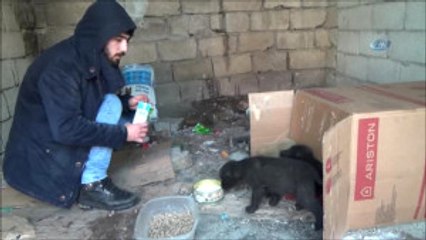 Ağrı'da Sokağa Bırakılmış Yavru Köpeklere Sahip Çıktı