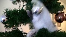 Crazy Cats VS Christmas Trees | Funny Cats Compilation