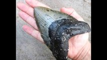 【ミステリー】巨大ザメ「メガロドン」の歯が見つかる