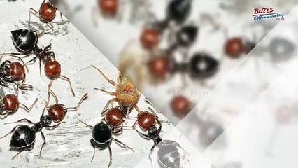 Best Pest Control Service in Jupiter FL