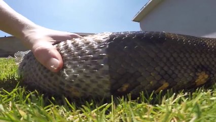 Cet ANACONDA géant perd sa peau dans le jardin... normal !!