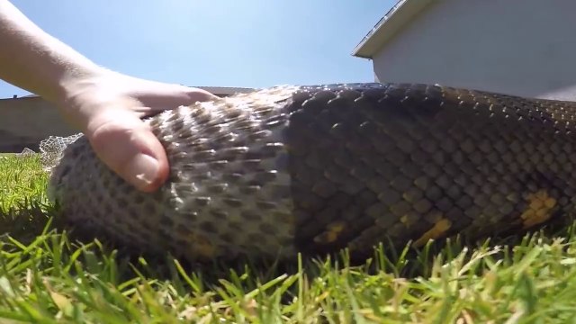 Cet ANACONDA géant perd sa peau dans le jardin... normal !!