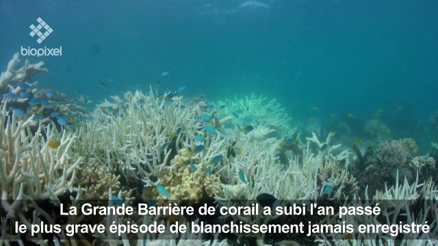 Australie: les coraux de la Grande Barrière ont encore blanchi