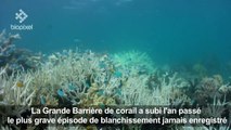 Australie: les coraux de la Grande Barrière ont encore blanchi