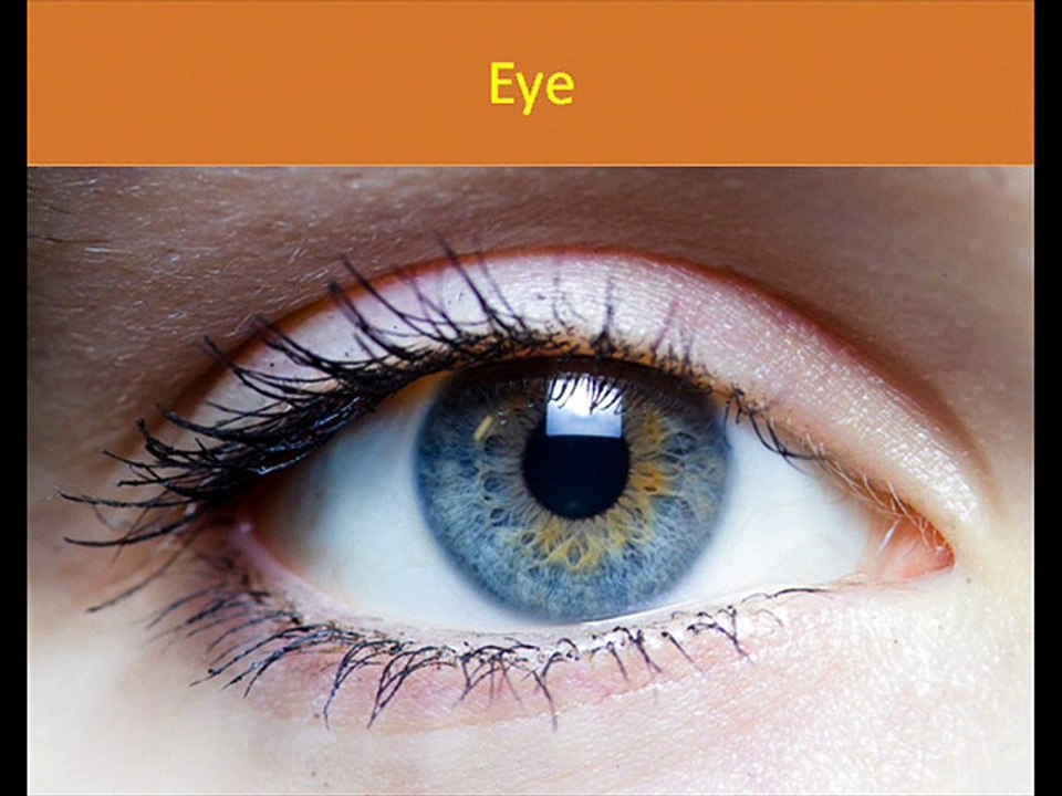 Body Parts for Kids Learning . Human Body Parts for kids in Hind