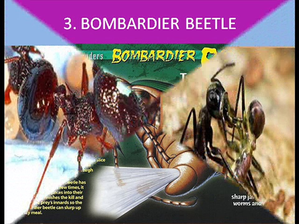 Top 10Animals weapon & Attack