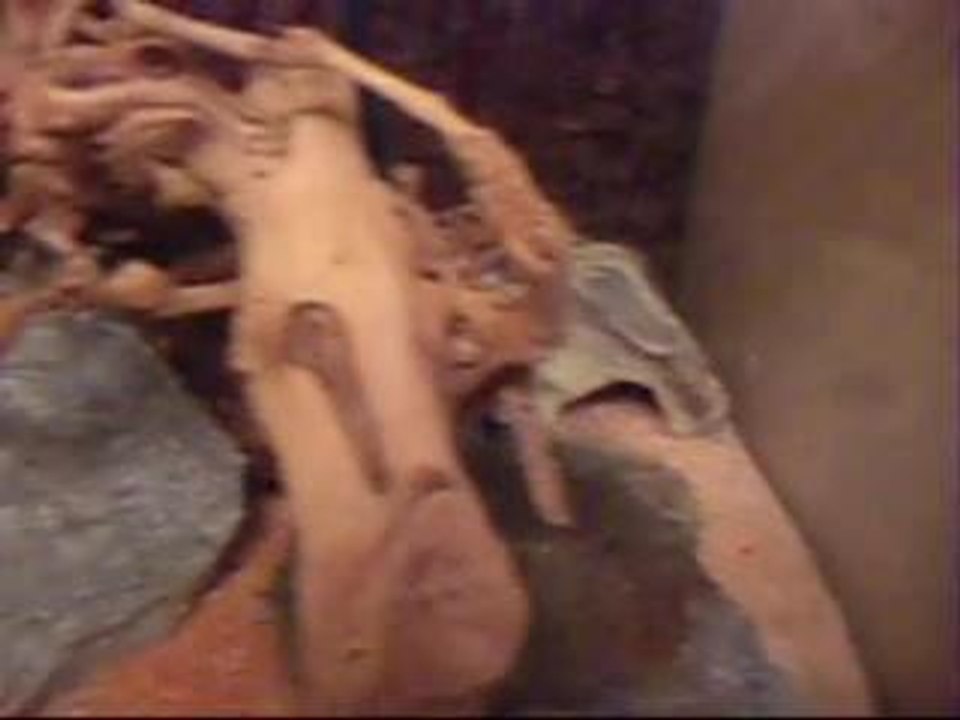 Im Reich der Giganten