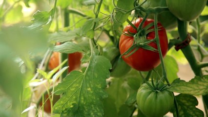 Carrefour : Meilleur chaque jour