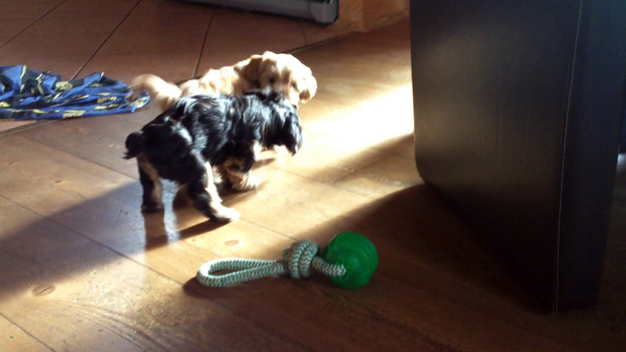 Havaneser Zollernalb / Welpen 2017