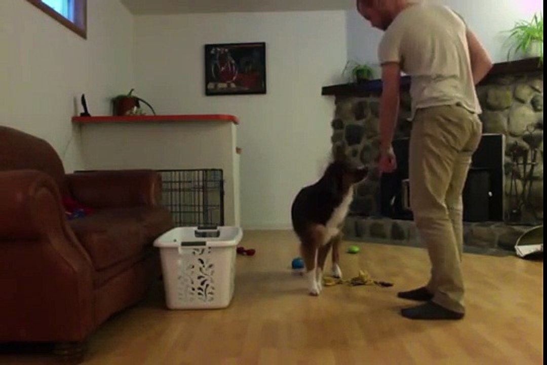 Le chien qui range ses jouets comme un grand !