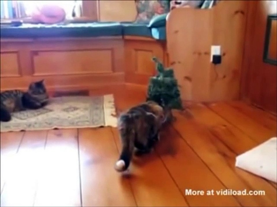 Animals are stupid #4