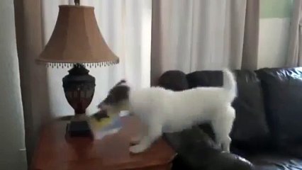 Le chien qui sais tout faire à la maison !