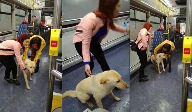 Yağmurdan kaçan köpek belediye otobüsüne sığındı