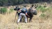 Calin d'un caméraman à un rhinocéros dans la jungle !