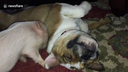 Bulldog puppy enjoy massages from baby pig