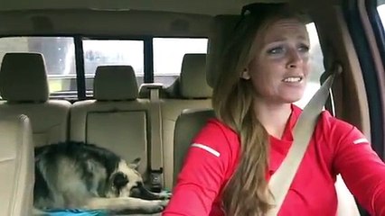 Ce berger allemand fait la sieste... Mais sa réaction quand sa chanson préférée va retentir vaut de l'or