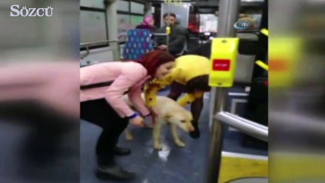 Yağmurdan kaçan köpek belediye otobüsüne sığındı
