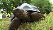 Zoo View Galapagos Tortoise - Cincinnati Zoo